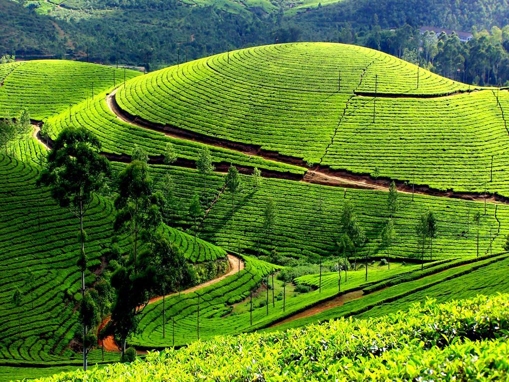 Mangalappillil Homestay Муннар Екстер'єр фото